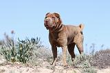 SHAR-PEI 585